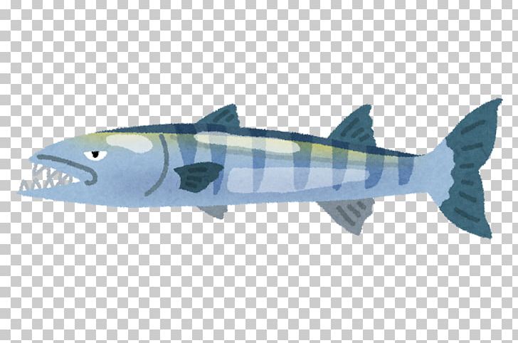 福井県海浜自然センター Great Barracuda Squaliform Sharks Fish PNG, Clipart, Barracuda, Biology, Cartilaginous Fish, Fauna, Fin Free PNG Download