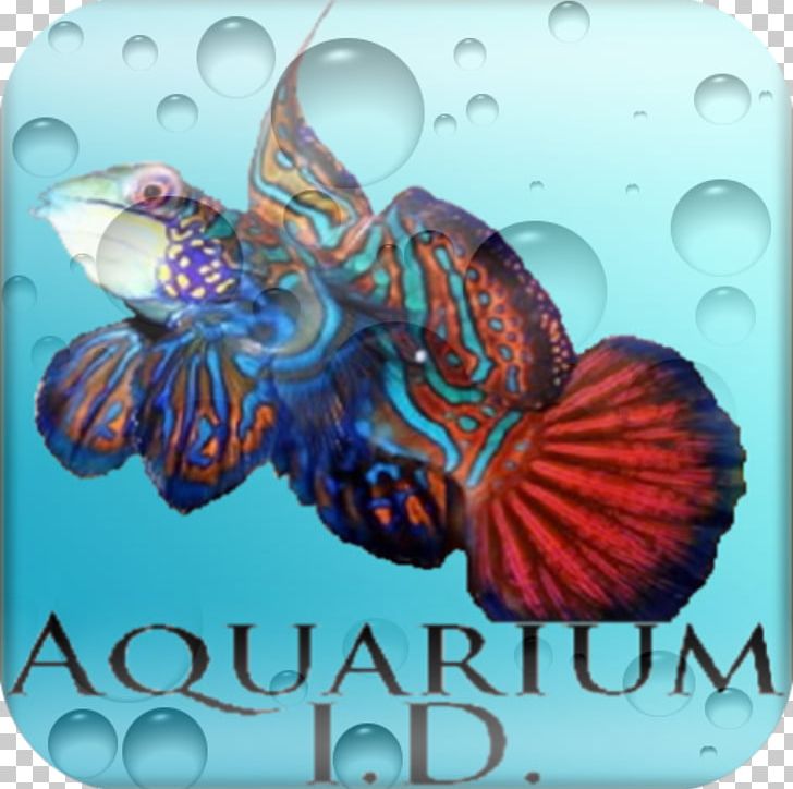 Saltwater Fish Seawater .cf PNG, Clipart, App, Aquarium, Butterfly, D Lite, Fish Free PNG Download