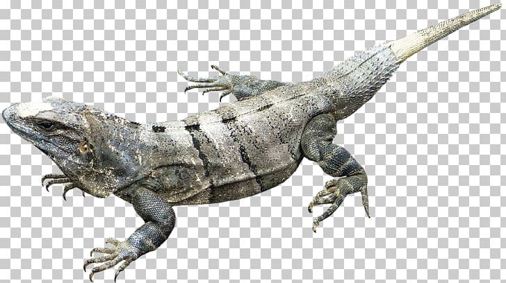 Amphibian Common Iguanas PNG, Clipart, Agamidae, Amphibian, Animal, Animals, Artistic Rendering Free PNG Download