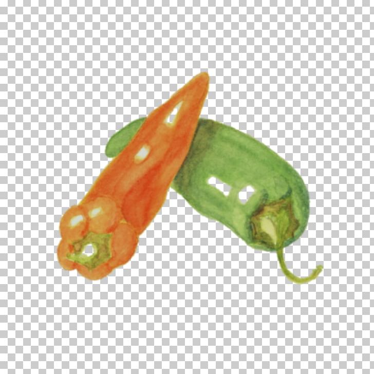 Habanero Serrano Pepper Bird's Eye Chili Jalapeño Tabasco Pepper PNG, Clipart,  Free PNG Download