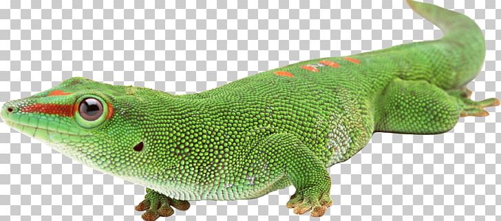 Lizard Reptile Computer Graphics PNG, Clipart, Animal, Animal Figure, Animals, Chameleon, Chart Free PNG Download