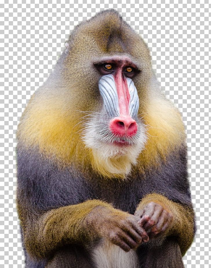 Mandrill Baboons Macaque Monkey PNG, Clipart, Animal, Animals, Baboon, Baboons, Baby Monkeys Free PNG Download