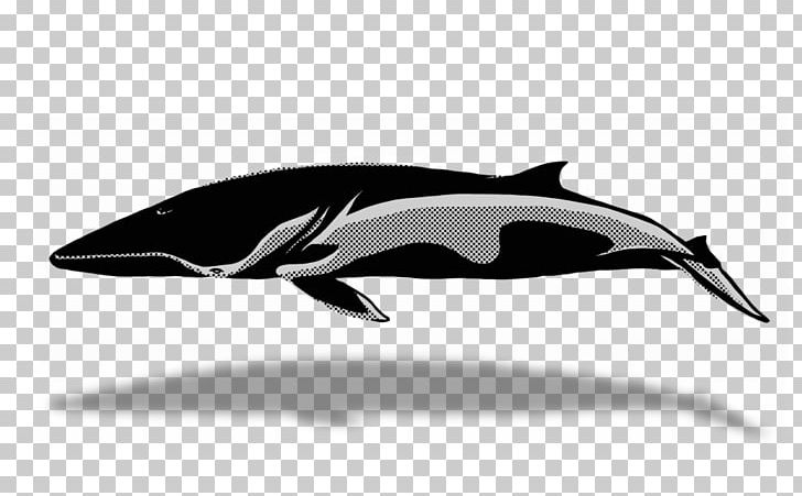 Tucuxi White-beaked Dolphin Short-beaked Common Dolphin Porpoise Whale Watching PNG, Clipart, Blue Whale, Porpoise, Short Beaked Common Dolphin, Tucuxi, Whale Watching Free PNG Download