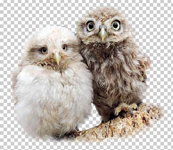 Baby Owls Bird Barn Owl Little Owl PNG, Clipart, Aegolius, Animal, Animals, Baby Owls, Barn Owl Free PNG Download