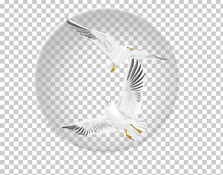 Bird Flight Bird Flight PNG, Clipart, Animals, Bird, Bird Cage, Bird Flight, Bubble Free PNG Download