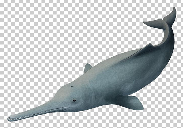 Common Bottlenose Dolphin Short-beaked Common Dolphin Rough-toothed Dolphin Tucuxi White-beaked Dolphin PNG, Clipart, Biology, Bottlenose Dolphin, Common Bottlenose Dolphin, Fauna, Longbeaked Common Dolphin Free PNG Download