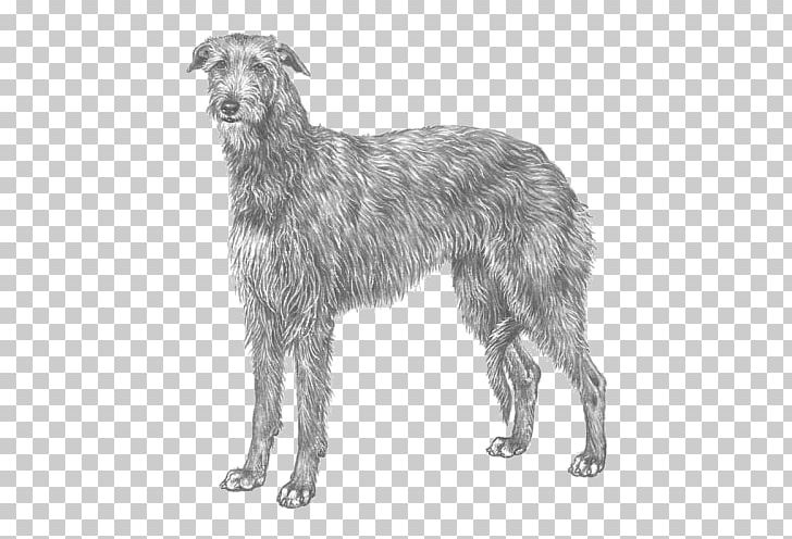 Silken Windhound Scottish Deerhound Lurcher American Staghound Afghan Hound PNG, Clipart, Afghan Hound, American Staghound, Bernese Mountain Dog, Black And White, Breed Free PNG Download