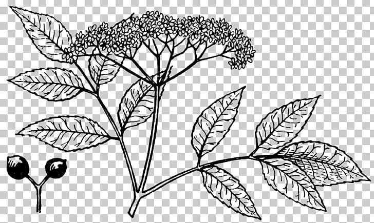 Drawing Elderberry PNG, Clipart, Berry, Black And White, Branch, Child, Desktop Wallpaper Free PNG Download
