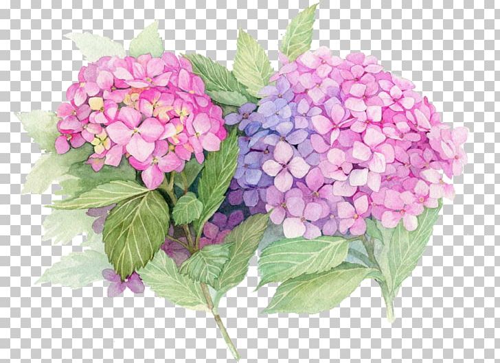 French Hydrangea Paper Painting Flower Decoupage PNG, Clipart, Annual Plant, Art, Color, Cornales, Cut Flowers Free PNG Download