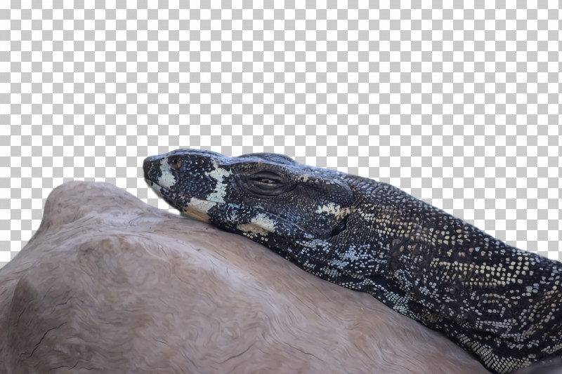Boa Constrictor Boas PNG, Clipart, Boa Constrictor, Boas Free PNG Download
