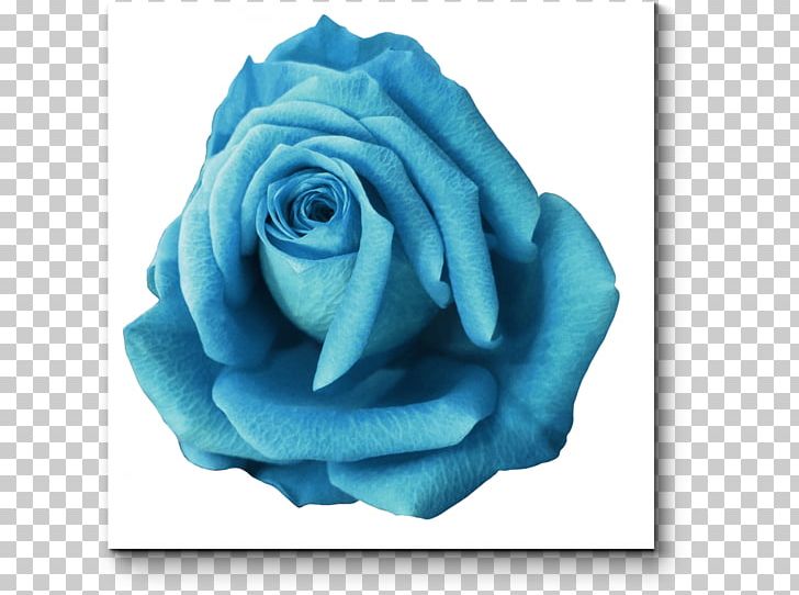Blue Rose Garden Roses Stock Photography PNG, Clipart, Aqua, Blue, Blue Rose, Cut Flowers, Depositphotos Free PNG Download