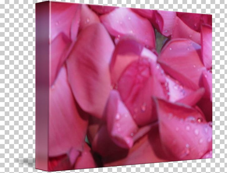 Garden Roses Pink M Close-up PNG, Clipart, Closeup, Flower, Garden, Garden Roses, Magenta Free PNG Download