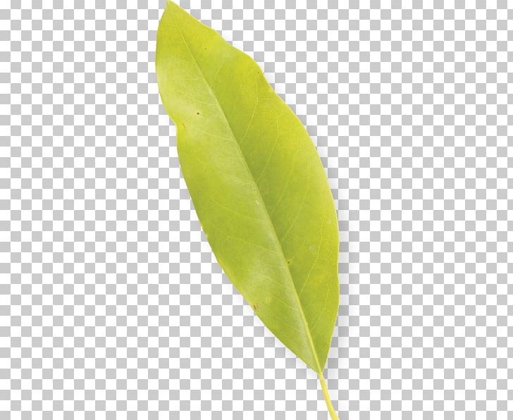 Leaf Plant Stem PNG, Clipart, Bestseller, Leaf, Magnolia, Multi, Plant Free PNG Download