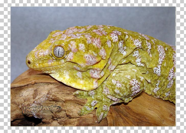 Reptile Rhacodactylus Leachianus Gecko New Caledonia Animal PNG, Clipart, Amphibian, Animal, Animals, Bearded Dragon, Bullfrog Free PNG Download