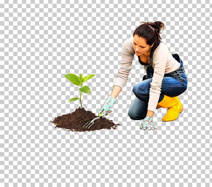 Seedling Soil Botanical Illustration Plant Stem PNG, Clipart, Botanical Illustration, Botany, Depositphotos, Epicotyl, Essential Free PNG Download