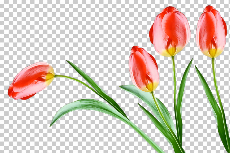 Plant Stem Cut Flowers Tulip Bud Petal PNG, Clipart, Biology, Bud, Cut Flowers, Flower, Petal Free PNG Download