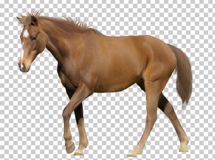 Arabian Horse Belgian Warmblood Andalusian Horse White Desktop PNG, Clipart, Bay, Bit, Bridle, Canter And Gallop, Collection Free PNG Download