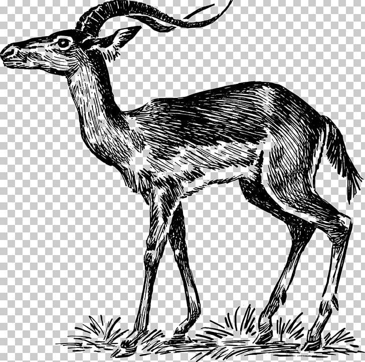 Chevrolet Impala Antelope Gazelle PNG, Clipart, Animals, Antelope, Black And White, Camel Like Mammal, Chevrolet Free PNG Download