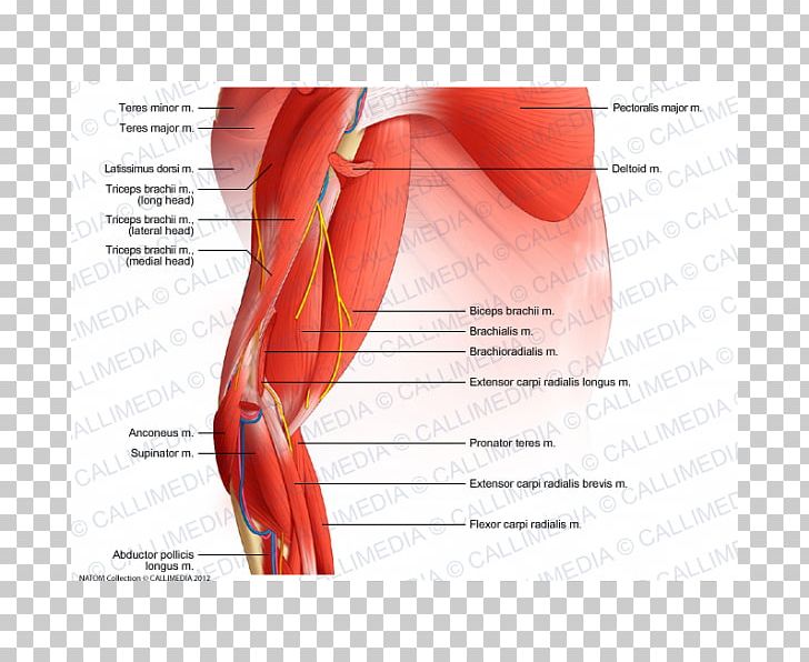 Elbow Muscle Forearm Anatomy PNG, Clipart, Abdomen, Anatomy, Arm, Blood Vessel, Brachialis Muscle Free PNG Download