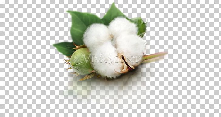 Cotton Yarn Combing Textile PNG, Clipart, Bomullsvadd, Chestnut Hair, Combing, Cotton, Cotton Balls Free PNG Download
