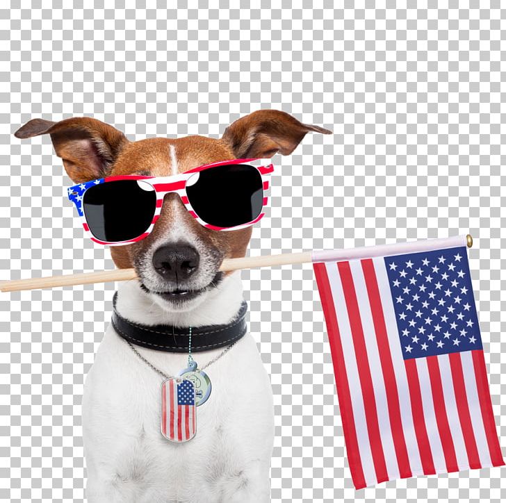 Dog Cat Independence Day Pet Veterinarian PNG, Clipart, Animals, Animal Shelter, Avanti Pizza Belmont, Cat, Companion Dog Free PNG Download