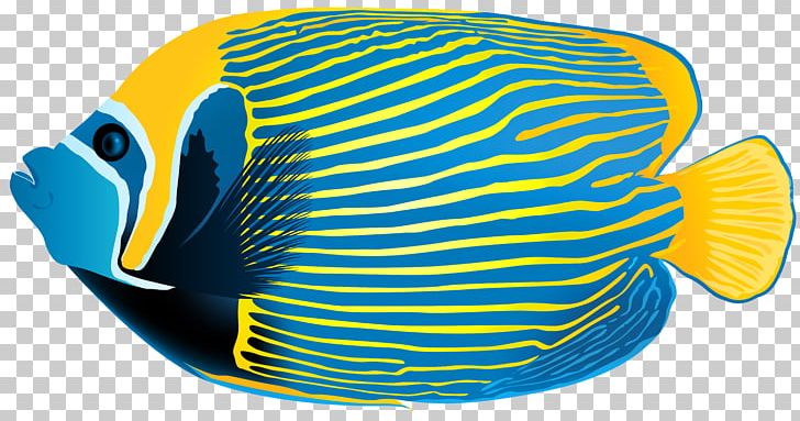 Emperor Angelfish Queen Angelfish PNG, Clipart, Angelfish, Angel Fish Cliparts, Aquarium, Coral Reef Fish, Electric Blue Free PNG Download