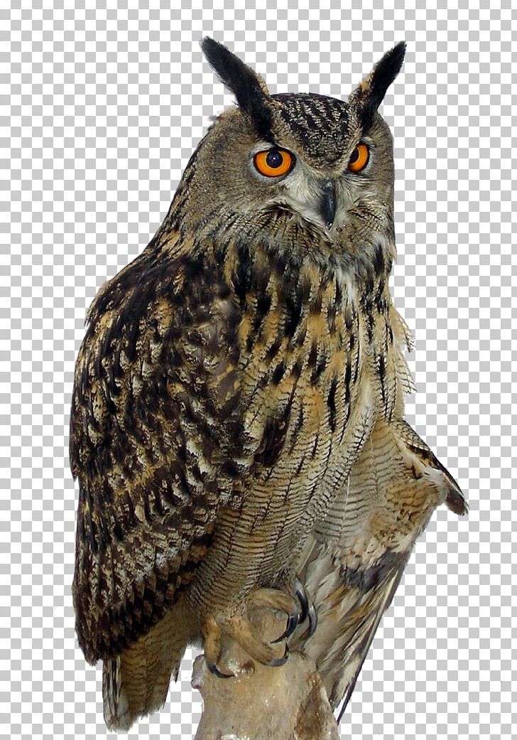 Great Horned Owl Eurasian Eagle-owl Bird PNG, Clipart, Animal, Animals, Barred Owl, Beak, Bird Of Prey Free PNG Download