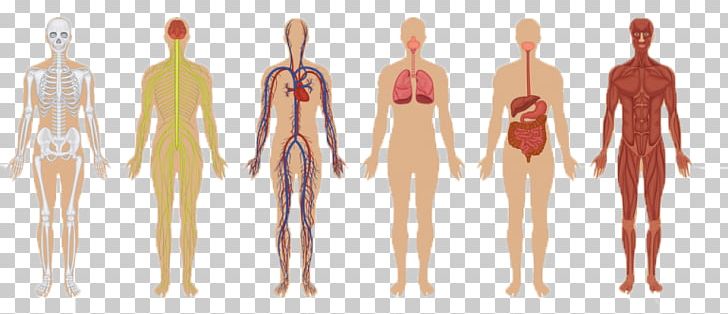 Human Body Function Anatomy Biological System Organ System PNG, Clipart, Anatomy, Arm, Biology, Body, Cell Free PNG Download