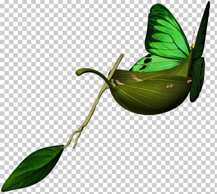 M. Butterfly Insect Pollinator Leaf PNG, Clipart, Branch, Branching, Butterflies, Butterflies And Moths, Butterfly Free PNG Download