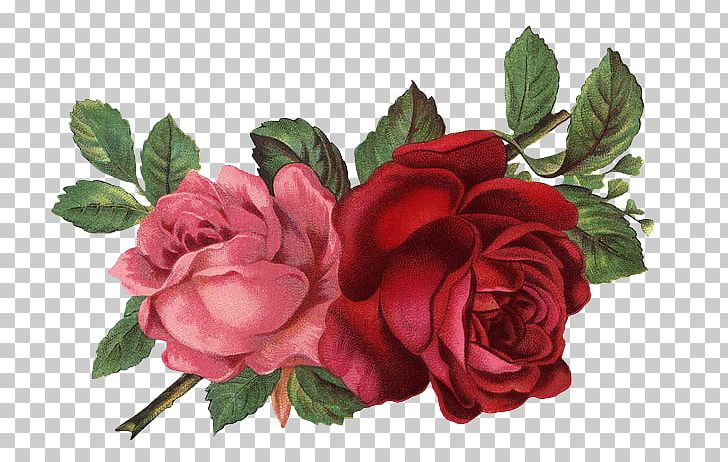 Vintage Roses: Beautiful Varieties For Home And Garden PNG, Clipart, Artificial Flower, Decoupage, Floribunda, Flower, Flower Arranging Free PNG Download
