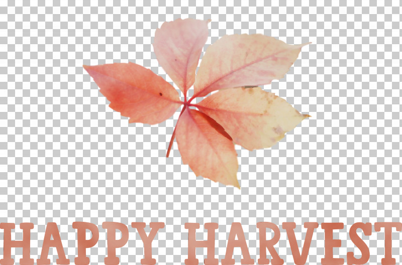 Petal Flower Meter Peach PNG, Clipart, Flower, Happy Harvest, Harvest Time, Meter, Paint Free PNG Download