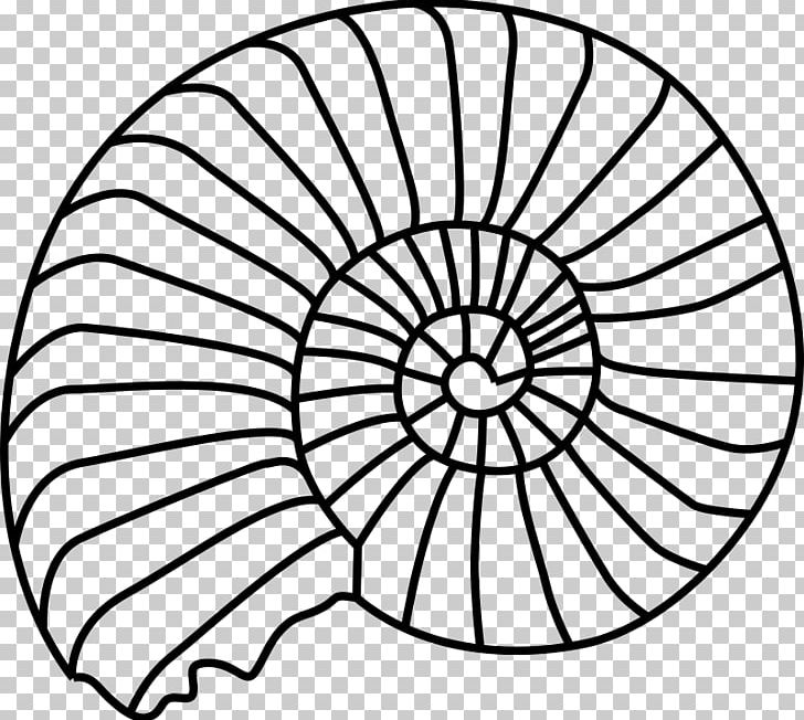 Ammonites Fossil Seashell PNG, Clipart, Animals, Area, Circle, Coloring Book, Dinosaur Free PNG Download