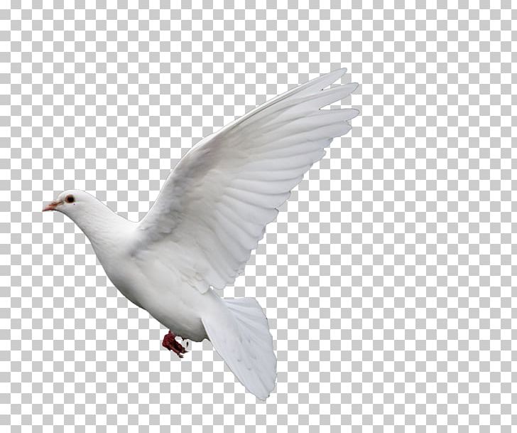 Rock Dove Columbidae Goose Doves As Symbols PNG, Clipart, Animals, Beak, Bird, Columba, Copying Free PNG Download