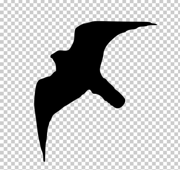 Bird Peale's Falcon Silhouette PNG, Clipart, Animals, Beak, Bird, Birds Silhouette, Black Free PNG Download