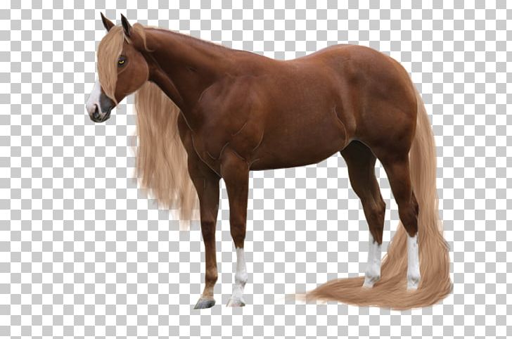 Mare Andalusian Horse Mustang Rein PNG, Clipart, Art, At Resimleri, At Resmi, Bridle, Colt Free PNG Download