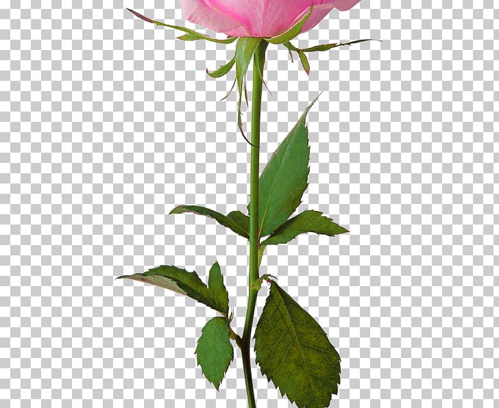 Portable Network Graphics Rose Transparency Flower PNG, Clipart, Cut Flowers, Desktop Wallpaper, Download, Flower, Flowering Plant Free PNG Download