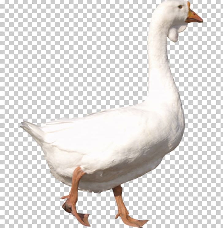 American Pekin Goose Duck PNG, Clipart, American Pekin, Background White, Beak, Bird, Black White Free PNG Download