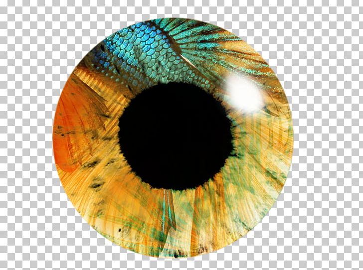 Eye Iris PicsArt Photo Studio Editing PNG, Clipart, Circle, Closeup, Contact Lenses, Editing, Eye Free PNG Download