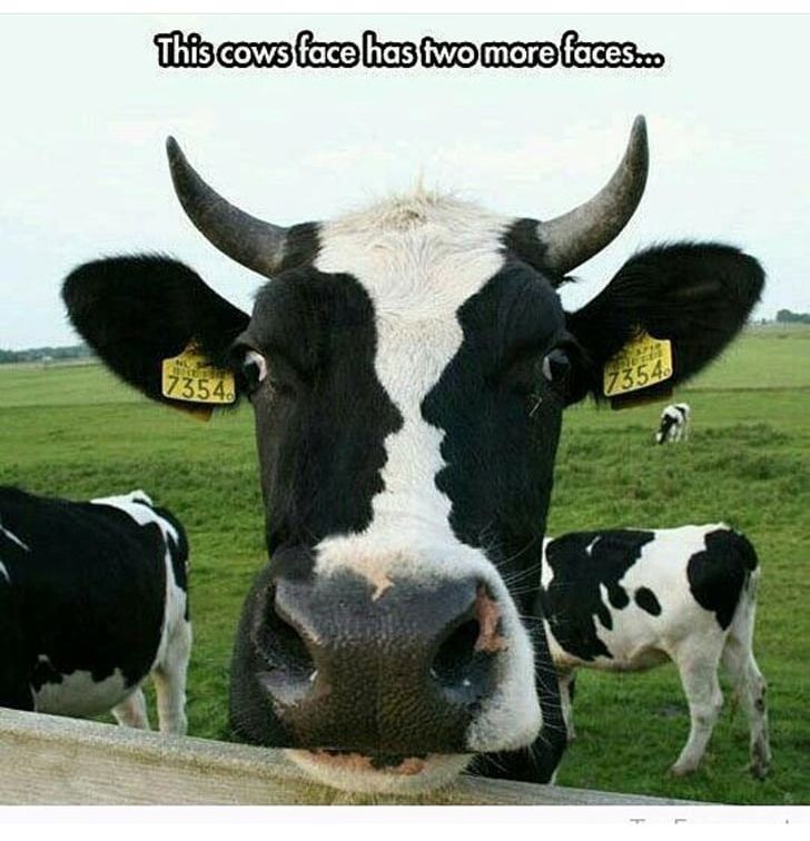Holstein Friesian Cattle I See A Cow Internet Meme Face PNG, Clipart, Animals, Cattle, Cattle Like Mammal, Cow, Cow Goat Family Free PNG Download