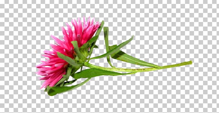 Petal Digital PNG, Clipart, Bud, Chrysanthemum, Com File, Digital Image, Download Free PNG Download