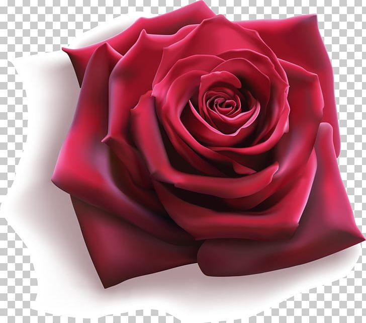 Rose Flower Illustration PNG, Clipart, Beautiful, Decorative, Encapsulated Postscript, Illustrator, Magenta Free PNG Download