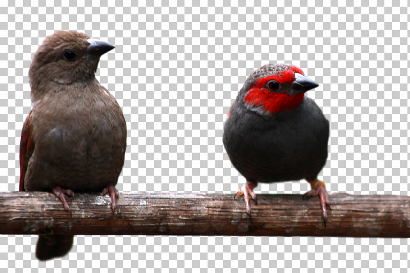 Finches Beak PNG, Clipart, Beak, Finches Free PNG Download