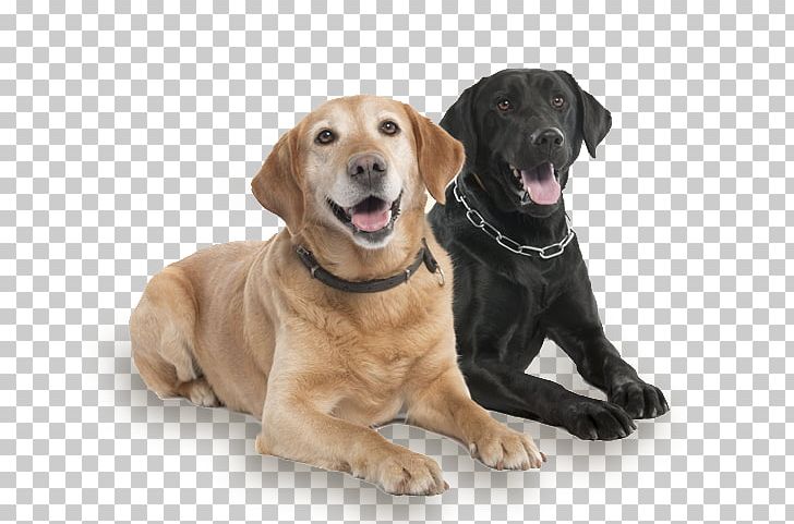 Labrador Retriever Dog Breed Companion Dog Yardley Animal Kennels Inc Pet PNG, Clipart, Animal, Breed, Carnivoran, Companion Dog, Dog Free PNG Download