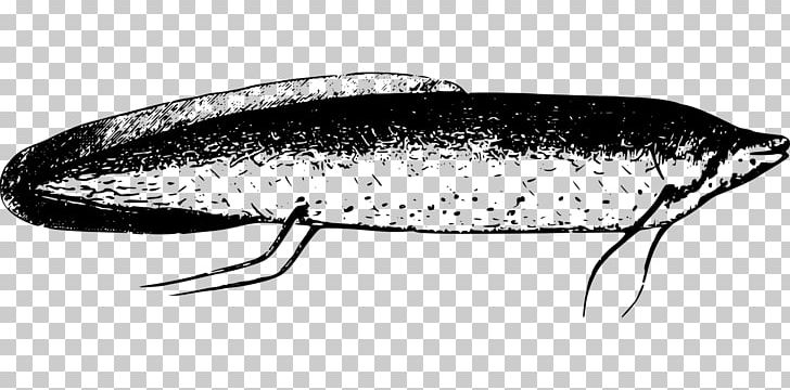 Sardine Oily Fish Herring Drawing /m/02csf PNG, Clipart, Black And White, Drawing, Fauna, Fish, Forage Fish Free PNG Download