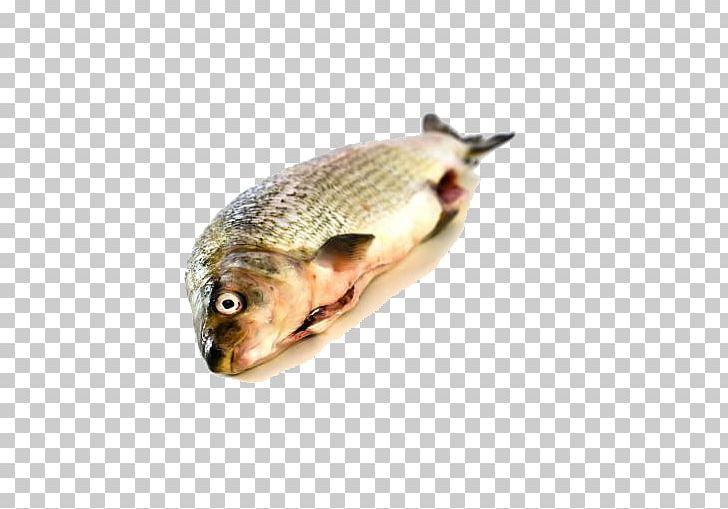 Whitefish Ice PNG, Clipart, Animals, Belly, Eat, Eat Ice Fish, Eating Free PNG Download