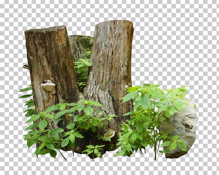 Trunk Tree Wood Cave Advertising PNG, Clipart, Advertising, Cave, Grass, Herb, July Free PNG Download