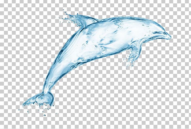 Dolphin Water Stock Photography Illustration PNG, Clipart, Animal, Animals, Art, Blue, Cetacea Free PNG Download