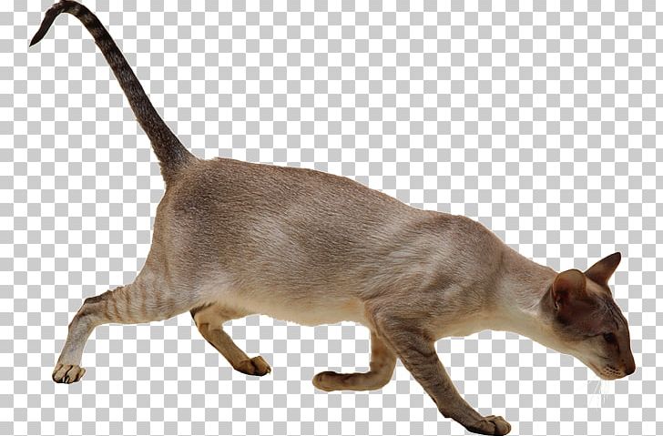 Domestic Short-haired Cat Burmese Cat Siamese Cat Whiskers PNG, Clipart, Animal, Animals, Asian, Burmese, Burmese Cat Free PNG Download