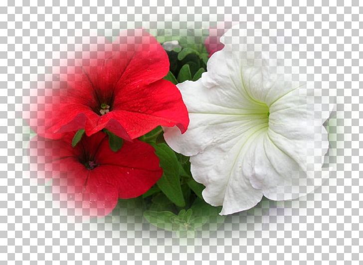 Mallows Annual Plant Petunia Herbaceous Plant PNG, Clipart, Annual Plant, Family, Flower, Flowering Plant, Herbaceous Plant Free PNG Download
