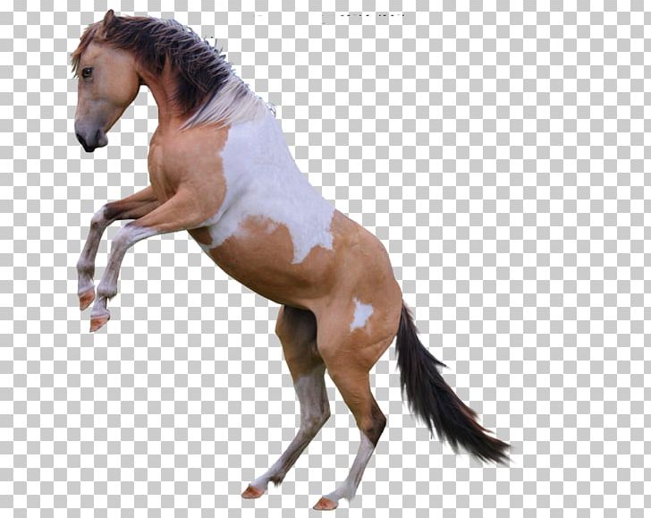 Mane Mustang Stallion Foal Mare PNG, Clipart,  Free PNG Download